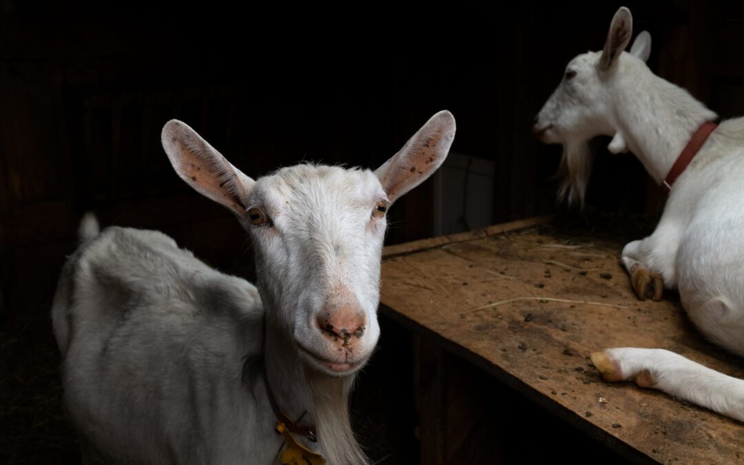 Family Day In Collaboration with Westport Farmers’ Market